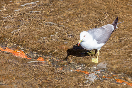 A single white seagull walking in clear water.の写真素材