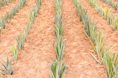 Row of young pineapple plant in farmland, tropical tasty fruit in Asia.の写真素材