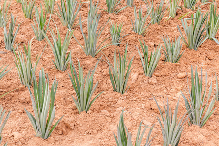 Young pineapple plant in farmland, tropical tasty fruit in Asia.の写真素材