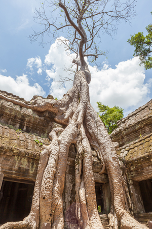 The Giant and old tree at Ta Prohm, Angkor Wat, SiemReap in Cambodia travelling destination.の写真素材