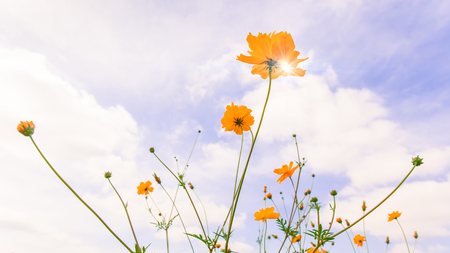 Romantic morning, yellow cosmos flowers swaying in the wind and against blue sky background.の写真素材