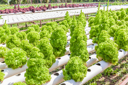 Hydroponic technology of green oak lettuce salad growing in outdoor garden and row of red oak in blurred background.の写真素材