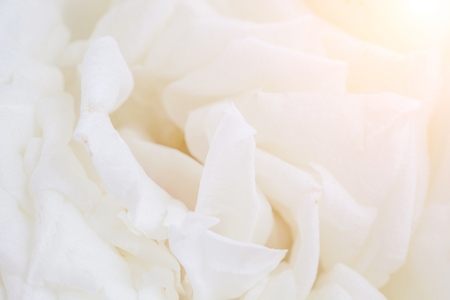 Close-up texture and layer of blooming white rose petals, purity and beautiful concept.の写真素材