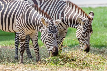 Close up two zebras eating grass in the zoo.の写真素材