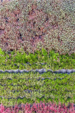 Green and red brown plants wall design of vertical gardening, use as ecology background.の写真素材