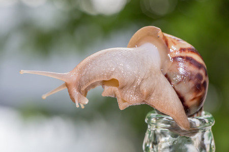 Close up snail climbing on glass bottle and blurred natural background (selective focus on the eyes).の写真素材