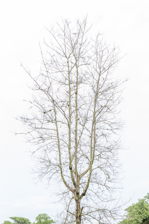 The fall dried tree standing alone and over the green forest background.の写真素材