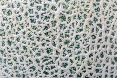 Detail texture of Hamigua melon skin (sweet cantaloupe melon) isolated on white background.の写真素材