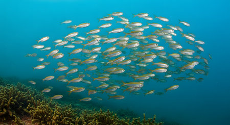 A dense school of small, silvery fish swims in unison over a healthy coral reef. The clear blue water and vibrant coral create a beautiful and dynamic underwater scene. The image represents marine life, ecosystems, and the collective behavior of animals.の素材