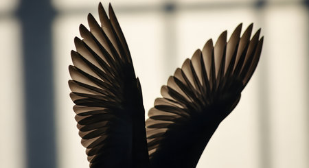 An abstract, artistic silhouette of a bird's wings, beautifully backlit by a warm light source. The individual feathers are clearly defined, creating an elegant and graceful image that symbolizes freedom, flight, and hope.の素材