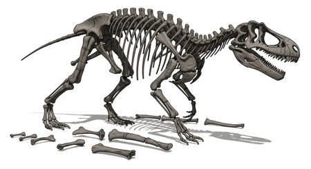 An illustration of a theropod dinosaur skeleton, similar to an Allosaurus, being assembled. The main skeleton is mostly complete, while several leg and arm bones are laid out on the white ground, ready to be attached.の素材