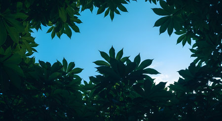 A view looking up from below at a clear blue sky, framed by the lush, dark green leaves of trees, possibly cassava or chestnut. The image evokes feelings of peace, nature, tranquility, and looking towards the future.の素材