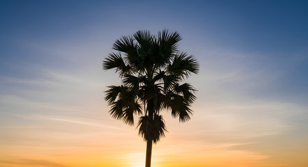 The dark silhouette of a lone palmyra or sugar palm tree stands against a beautiful gradient sky during sunset or sunrise. The image evokes a sense of peace, solitude, and tropical beauty.の素材