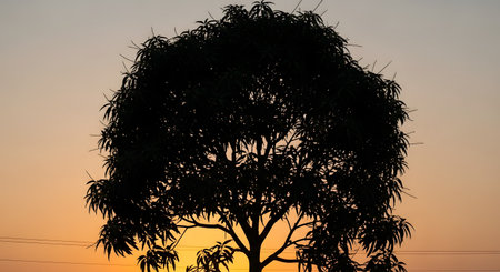 The dark silhouette of a large, leafy mango tree stands out against a beautiful gradient sky during sunset or sunrise. The warm orange and yellow colors of the sky create a serene and peaceful atmosphere. This image represents nature, tranquility, and the tropical landscape.の素材