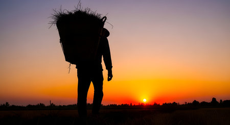 The silhouette of a farmer carrying a large woven basket filled with hay on their back against a stunning, vibrant orange and purple sunset. The image powerfully conveys the concepts of hard work, agriculture, rural life, and the end of a long day in the fields.の素材