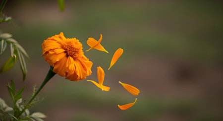 A vibrant orange marigold flower is shown in close-up, with several of its petals caught in motion as they fall through the air. The background is a soft, blurry green, highlighting the delicate beauty and transient nature of the flower. This image evokes feelings of fragility, change, and the passage of time.の素材