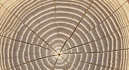 A macro, top-down view of a tree trunk's cross-section, showing detailed concentric growth rings (annual rings). The wood is cracked and has a strong, graphic pattern.の素材