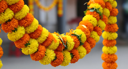 A close-up of a vibrant garland made of fresh orange and yellow marigold flowers, traditionally used for celebrations in India. The blurred background suggests a festive or religious event. The garland is a symbol of decoration, welcome, and celebration.の素材
