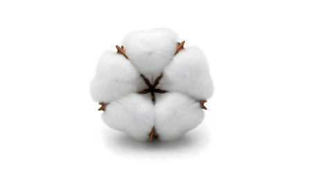 A single, soft, white cotton boll, fully open, isolated on a clean white background. The fluffy fiber is shown in detail, still attached to the dried brown husk.の素材