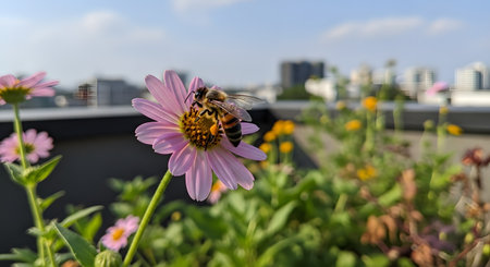A honey bee collects pollen from the yellow center of a pink daisy flower in a rooftop garden. In the blurred background, a city skyline is visible under a blue sky, illustrating urban gardening and nature in the city.の素材