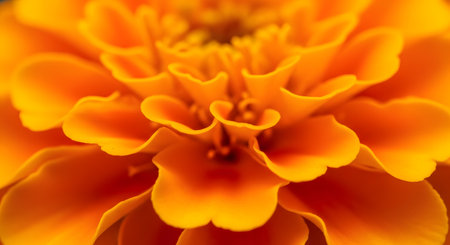 An extreme close-up macro shot of a vibrant orange marigold flower. The image focuses on the intricate, layered texture of the petals, showcasing the beauty and complexity of nature.の素材