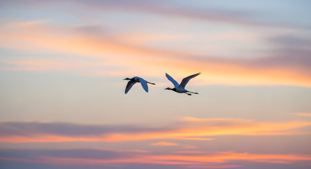 Two majestic cranes fly in unison against a breathtaking backdrop of a soft, colorful sunset sky with hues of orange, pink, and blue. The silhouette of the birds emphasizes freedom, migration, and the serene beauty of wildlife in nature.の素材