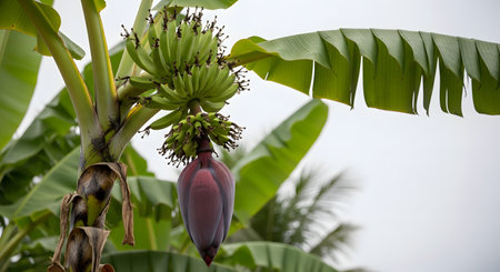A bunch of unripe green bananas grows on a tree, with the large purple banana heart hanging below. The image captures the tropical agricultural process of fruit development.の素材