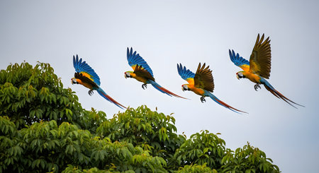 A flock of four colorful macaw parrots flying in formation against a bright sky. Their vibrant blue and yellow feathers contrast beautifully with the green tree canopy below.の素材