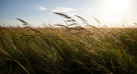 Tall golden grass stalks sway in the wind against a bright blue sky with soft clouds. The sunlight illuminates the field, creating a warm and peaceful rural landscape scene.の素材