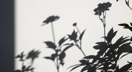 Sharp and artistic shadows of flowers and leaves are cast against a clean white wall by bright sunlight. The minimalist composition creates a natural and aesthetic silhouette pattern.の素材