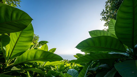 Vibrant green leaves frame a clear blue sky and a distant ocean horizon. The bottom-up perspective captures the lush foliage and bright sunlight of a tropical summer day.の素材