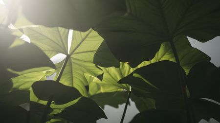 A macro view of large green tropical leaves illuminated by sunlight from behind, revealing intricate veins and textures. The overlapping foliage creates a vibrant and natural abstract pattern.の素材