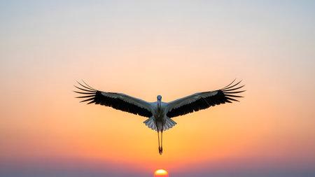 A magnificent stork flies directly towards the camera with wings fully spread against a vibrant orange sunset sky. The symmetrical composition captures the grace of flight and the warm glow of the sun on the horizon.の素材