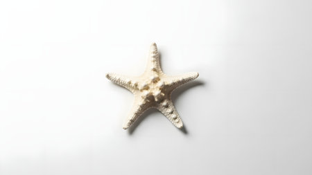 A single white knobby starfish is isolated against a plain white background in a minimalist top-down shot. The image highlights the natural symmetry, texture, and marine beauty of the sea creature.の素材