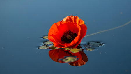 A single bright red poppy flower floats delicately on the surface of calm, dark blue water. The vibrant petals contrast beautifully with the cool tones of the water, creating a perfect reflection and a sense of serenity.の素材
