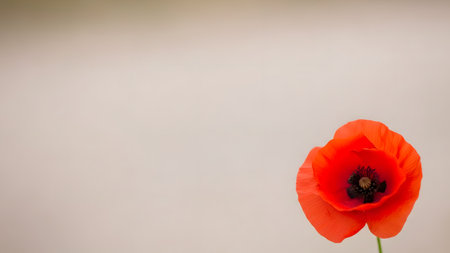 A single vibrant red poppy flower blooms against a soft neutral beige background. The minimalist composition highlights the delicate petals and dark center of the wildflower illustrating natural beauty.の素材