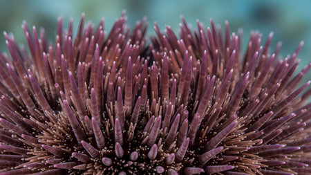 An extreme close-up macro shot of the spines of a purple sea urchin. The image captures the intricate texture, sharp tips, and vibrant colors of the marine creature, creating a natural abstract pattern.の素材