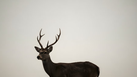 A profile view of a deer stag with antlers standing against a minimalist grey sky background. The simple composition focuses entirely on the elegance and natural beauty of the wild animal.の素材