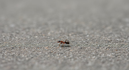 A solitary reddish-brown ant walking across a textured grey concrete surface. The macro shot captures the insect's tiny details and shadow against the expansive, neutral background.の素材