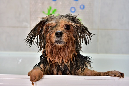 Freshly washed dog waiting for a towelの素材