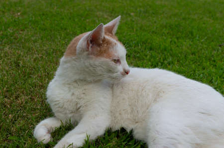 CAGLIARI, ITALY - JULY 19 2020: a young white and yellow cat rest on the grass looking to the rightのeditorial素材