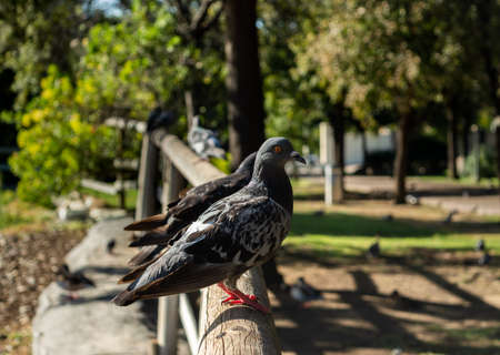 A group of beautiful pigeons in the park standing on the railing of the fence. Blurred background parkの写真素材