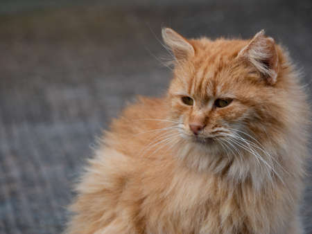 close-up shot young orange longhair cat sitting outdoor