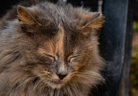 close up shot of a furry cat that seems to be sleeping and remaining in the open air. Animal portraits life in nature, wild catの写真素材