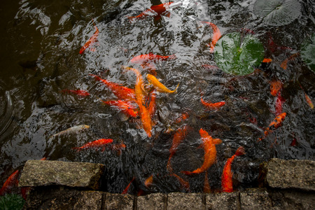 Many goldfish in the pond. Chinaの写真素材