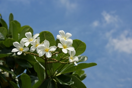 Bloom Frangipani on tree with blue sky backgroundの写真素材