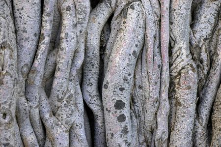 Background image of tangled vines on a tropical banyan tree (ficus benghalensis)の写真素材