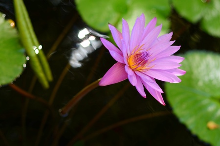 Close-up Of A Beautiful Pink Water Lillyの写真素材