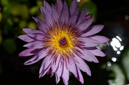 Close-up Of Pink Water Liliy In A Pondの写真素材