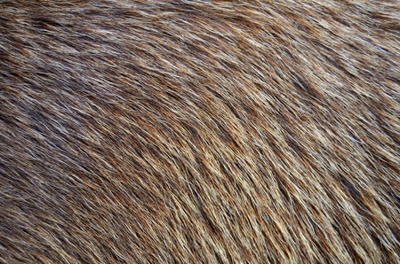Abstract Background Texture Closeup Of Animal Furの写真素材
